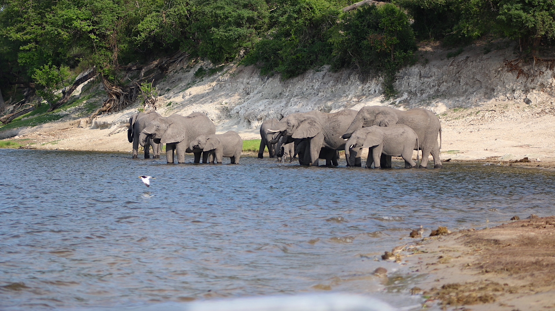 elephants of Chobe drinking in the heat of the day