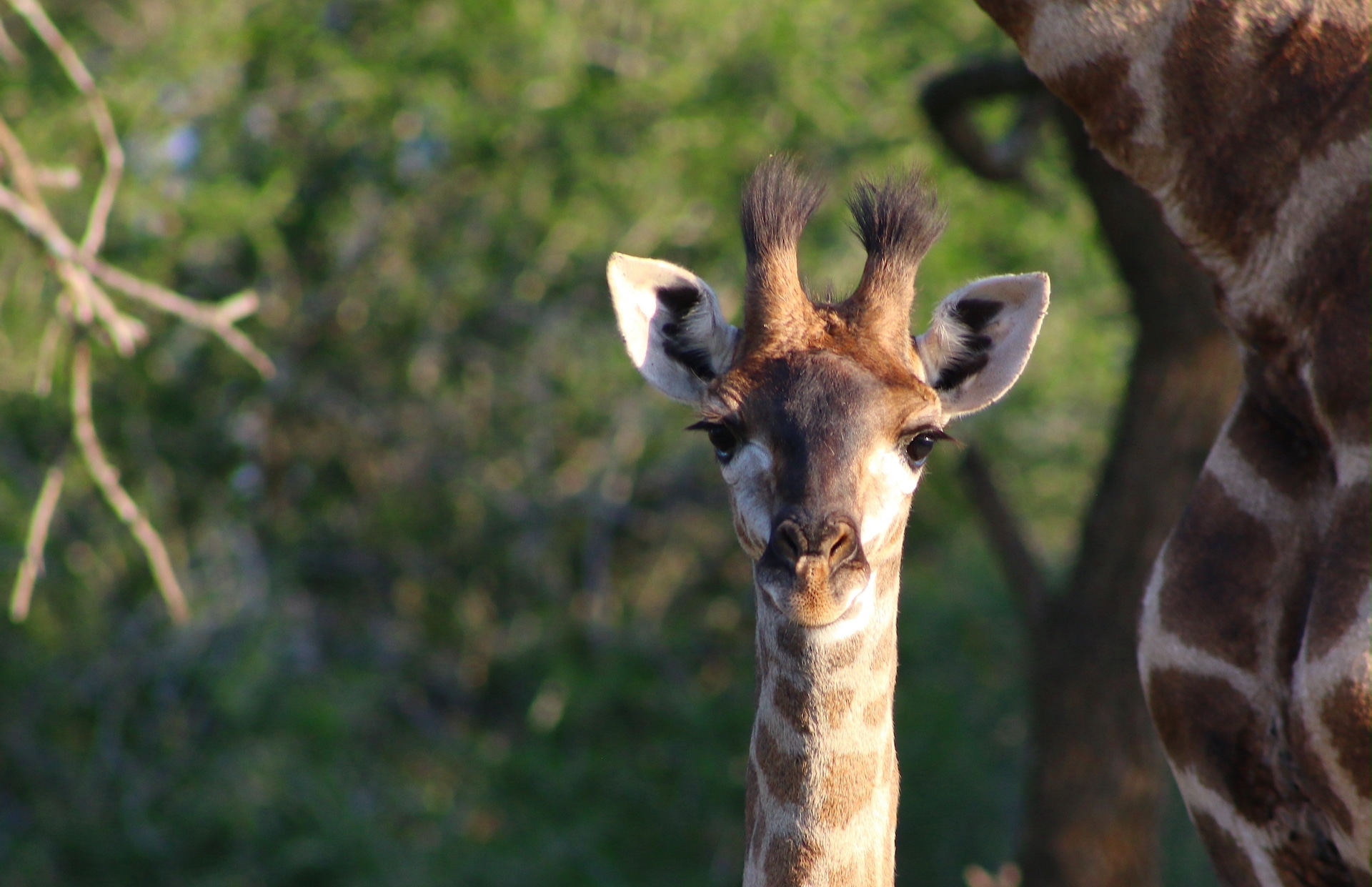Baby giraffe in Eswatini looking straight at camera