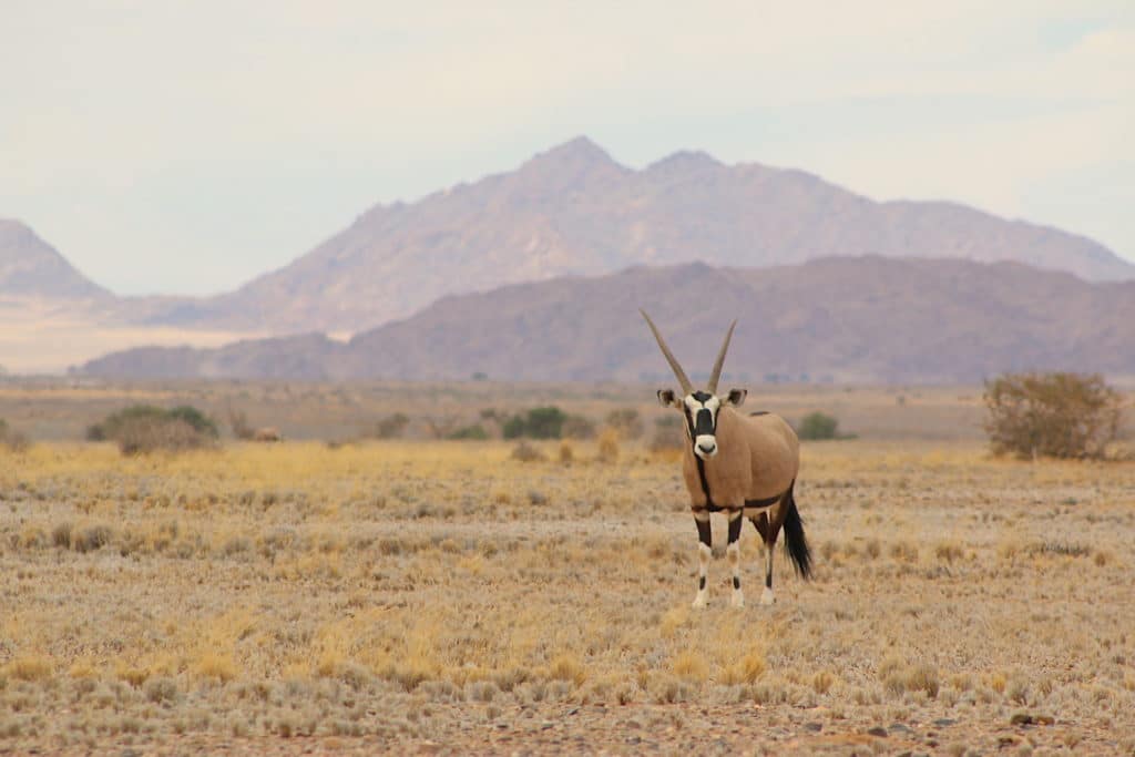 oryx in Namibian desert - self drive holidays