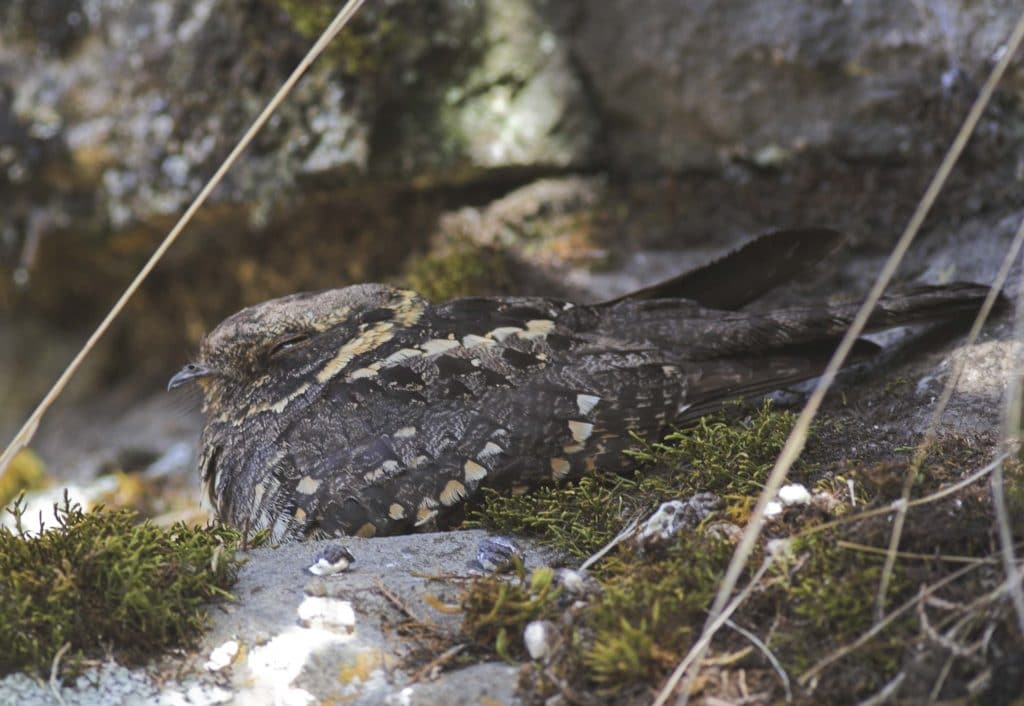 A montane nightjar, or the Abyssinian nightjar, often found in eastern and central africa - The Stupid 5