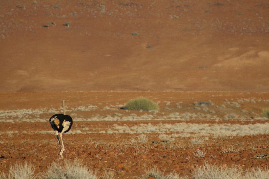 An Ostrich running through the bush