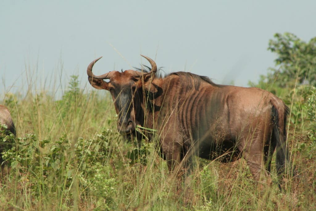 A blue wildebeest in the long grass