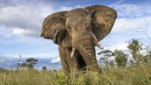 Elephant in Zimbabwe