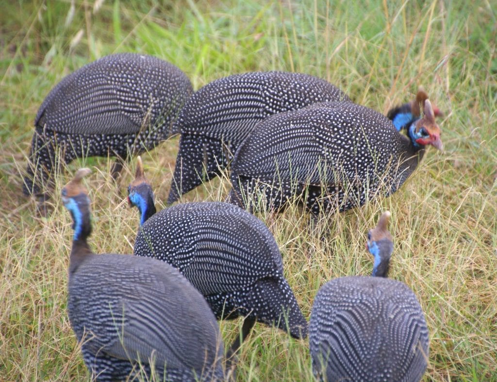 A helmeted guineafowl - The Stupid 5