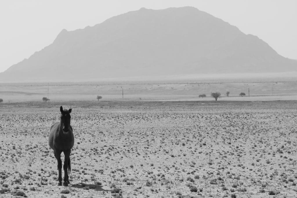 A namibian wild horse with a mountain in the distance - Namibia's Wild horses