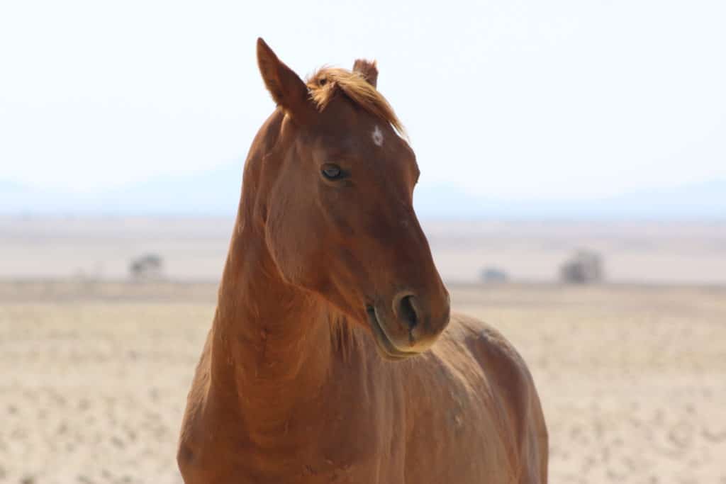 A wild Namibian horse up close - Namibia's Wild horses