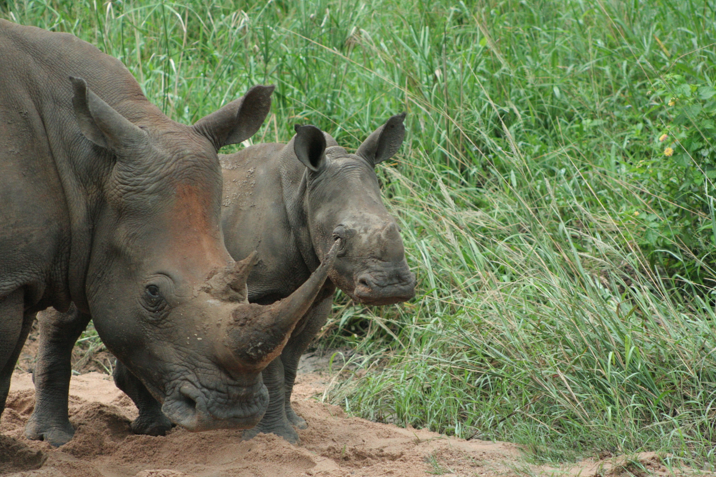 white rhino and her calf in Eswatini
