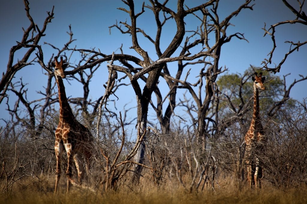 Two giraffes hide in the trees