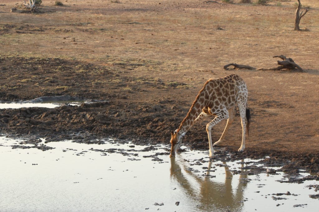 A giraffe drinks from the watering hole