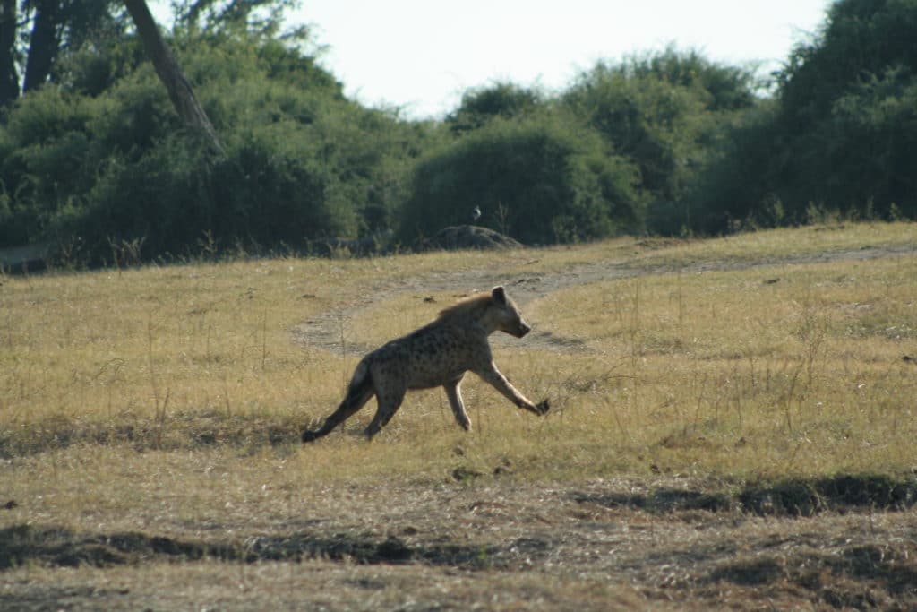 Hyena sprinting through botswana