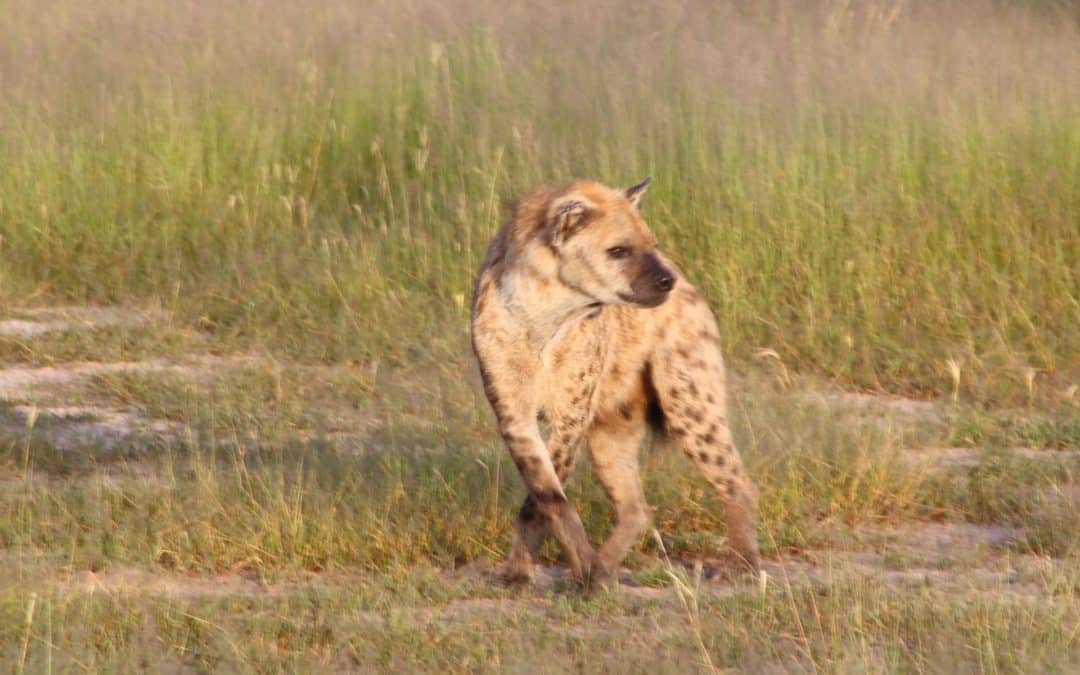 Conversing with Hyena in Botswana