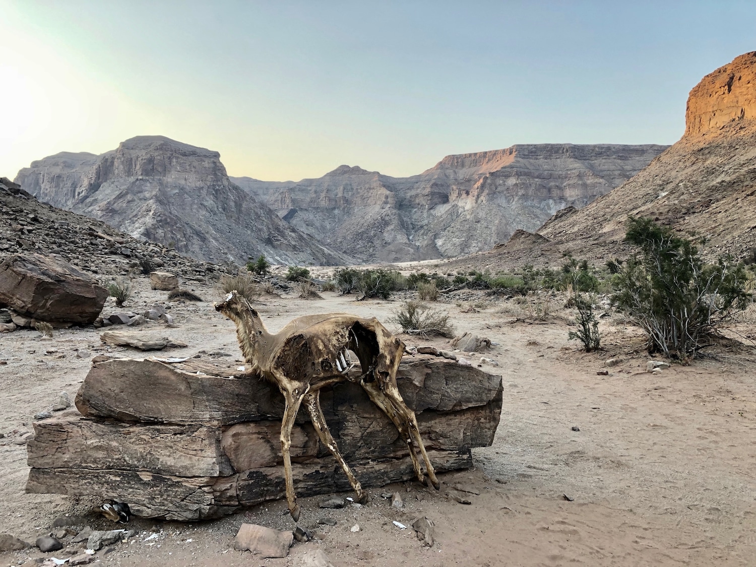 dead kudu in fish river canyon