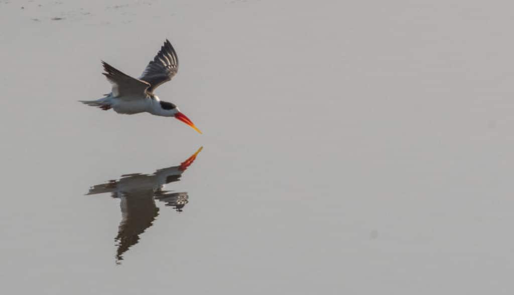 Indian Skimmer in Satpura Tiger Reserve - Viewable on Walking Safaris to India