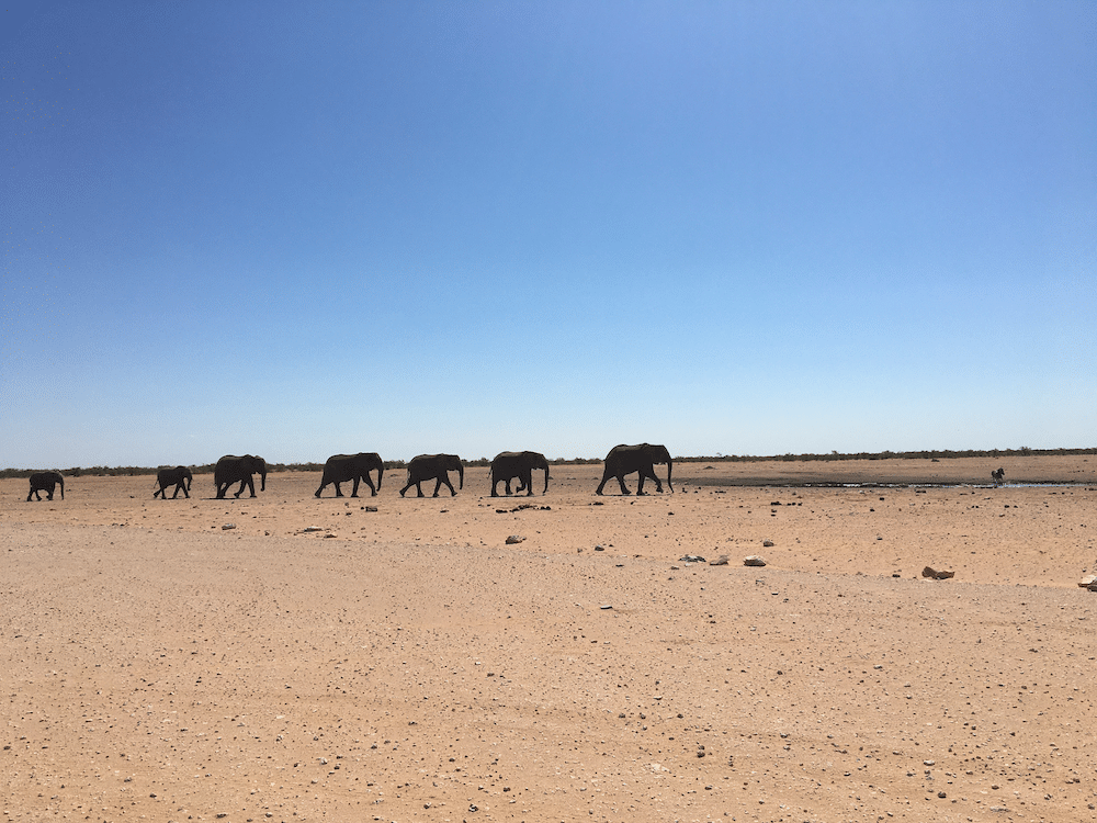 elephants of etosha