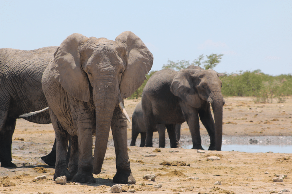 elephant in Etosha National Park