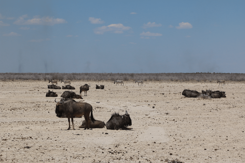 wildebeest and fires in etosha