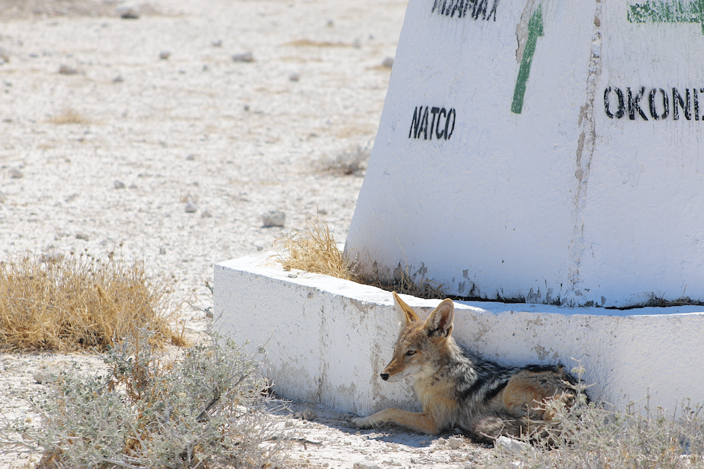 jackal in Etosha National Park