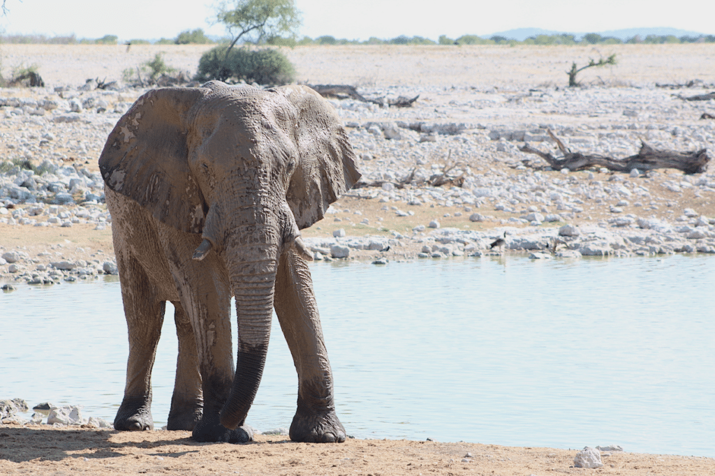 elephant at Etosha waterhole