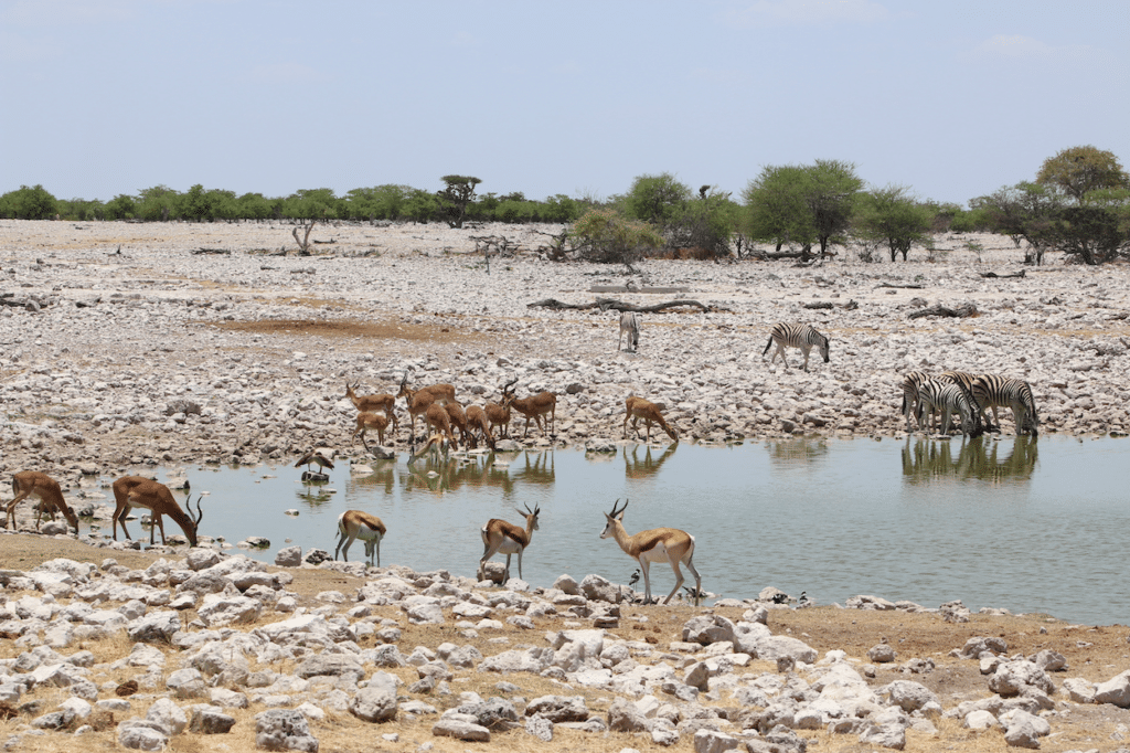 Okaukuejo waterhole