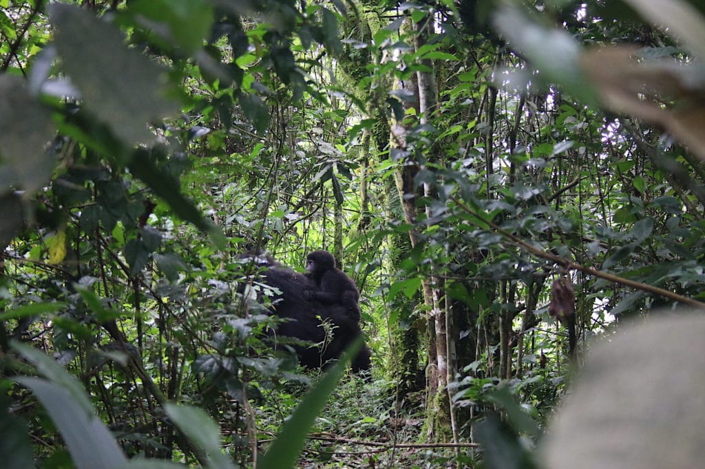 baby gorilla clinging to mum