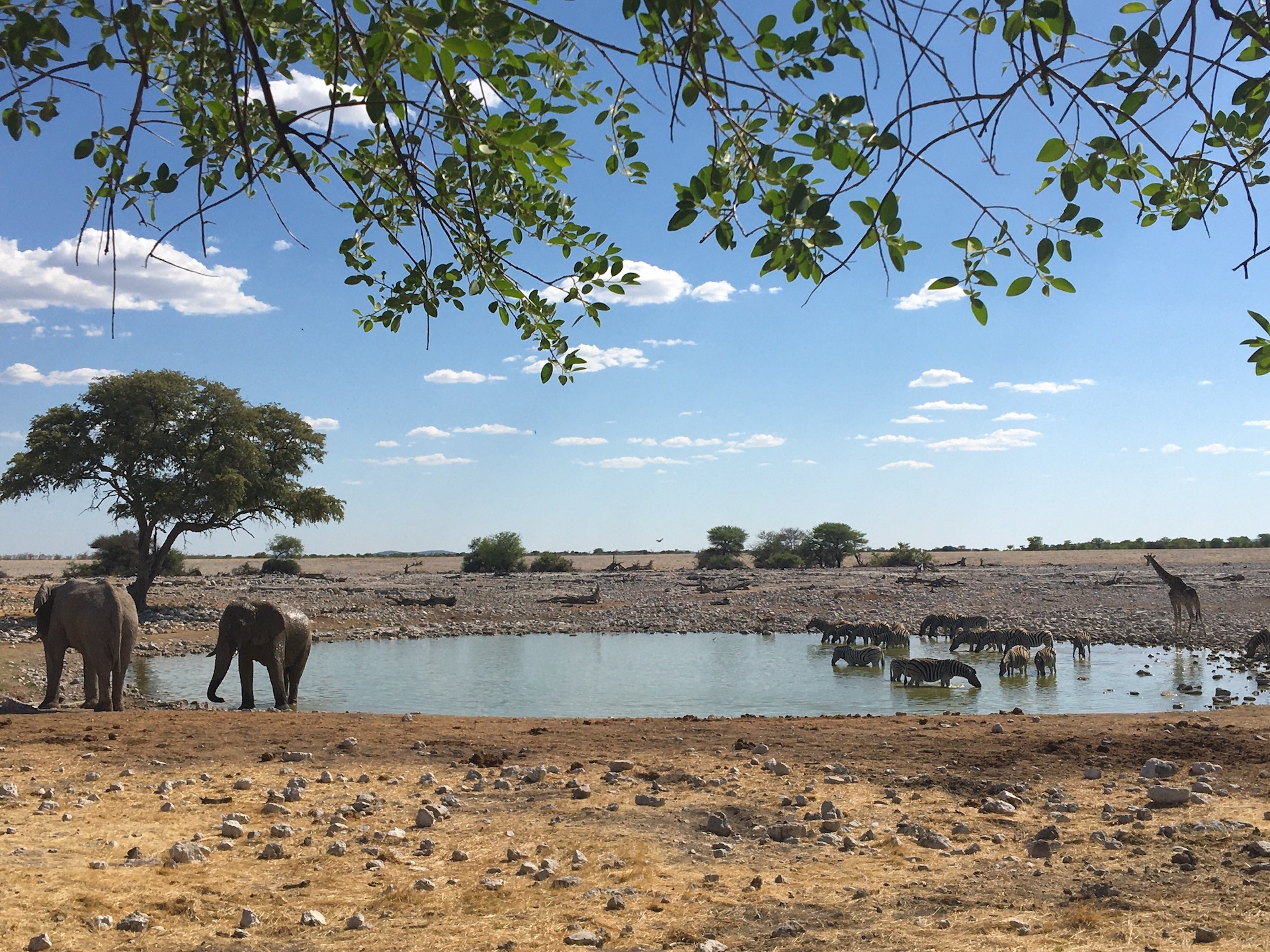 okaukuejo waterhole