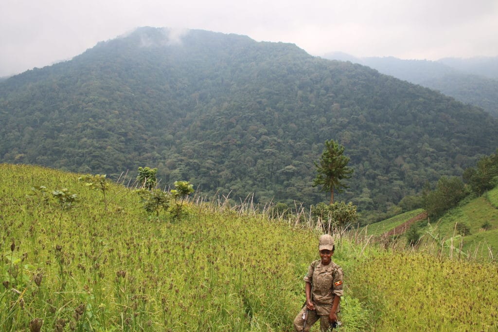 trekking for gorillas