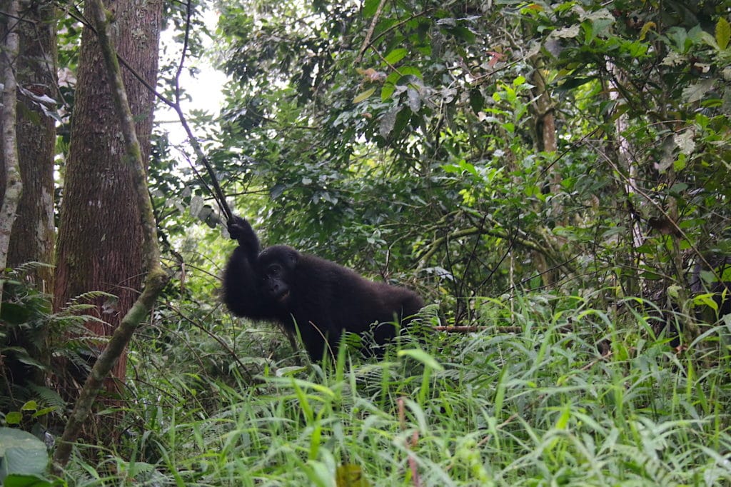 young gorilla playing