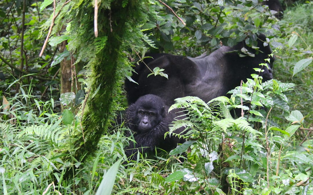 My Experiences Tracking Gorillas in Uganda