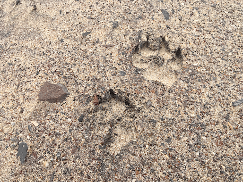 hyena footprint on the skeleton coast