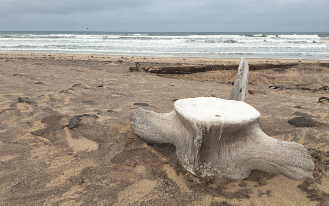 Driving the Skeleton Coast to Shipwreck Lodge