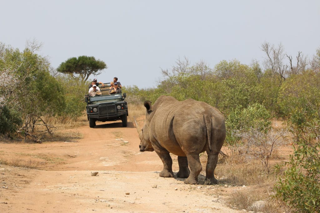 rhino watching in Africa