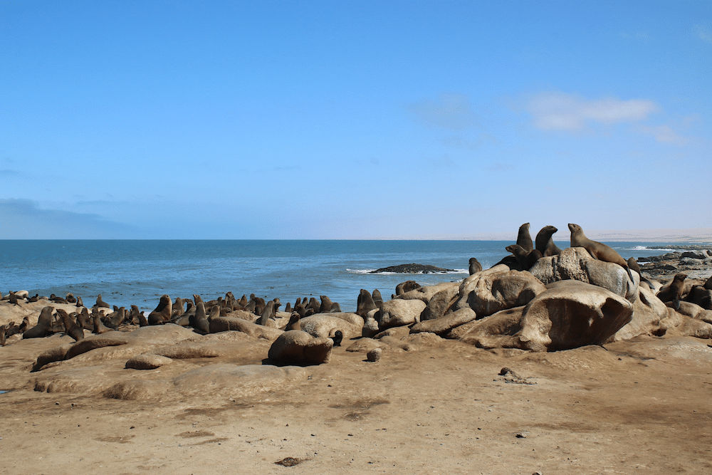 mowe bay seals