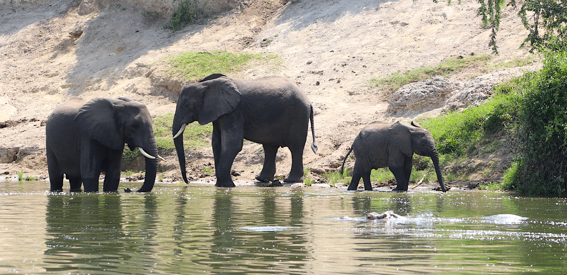 elephants in Queen Elizabeth National Park, Uganda
