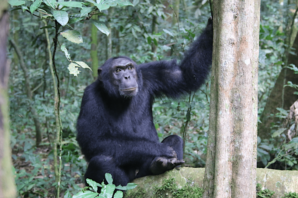 Walking through the Jungle with Chimpanzees | Sense Earth