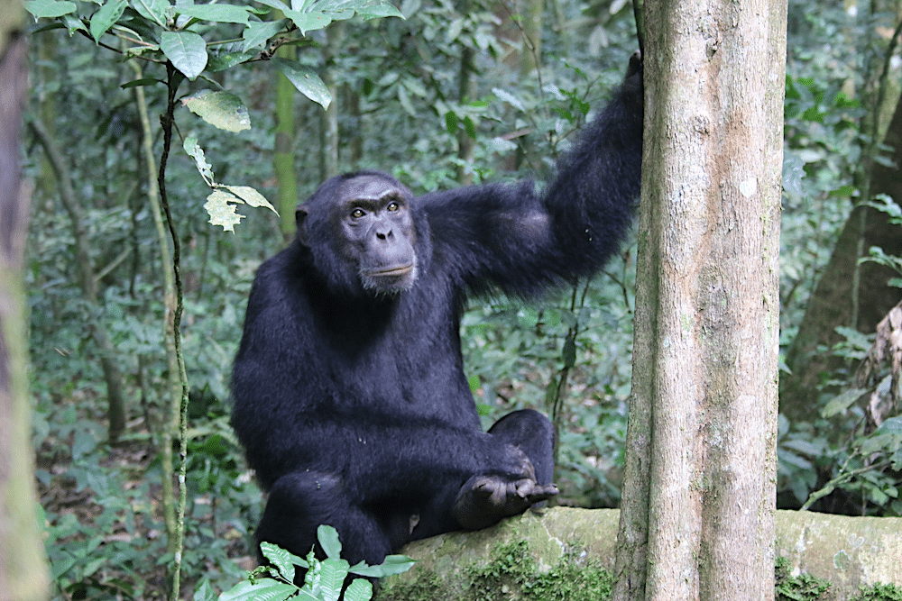 chimpanzee watching in Uganda