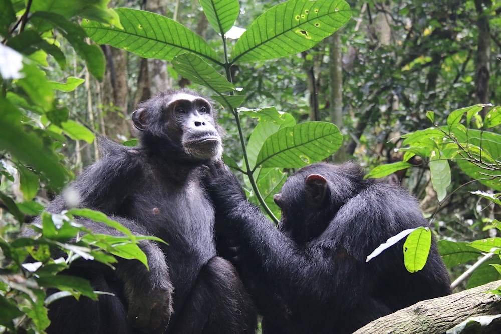 chimpanzees grooming