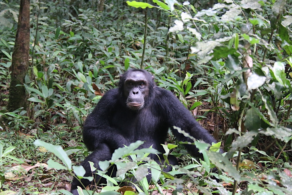 Walking Through the Jungle close to Chimpanzees