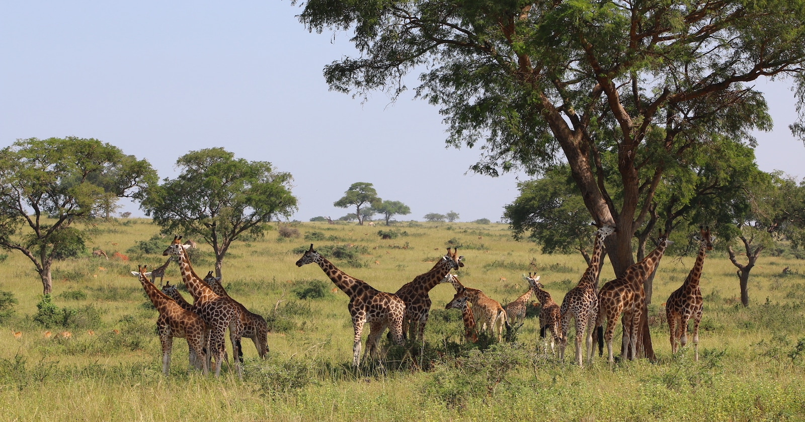 giraffe in Uganda