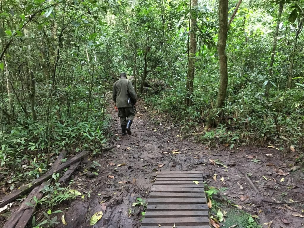 walking with a guide to track chimps
