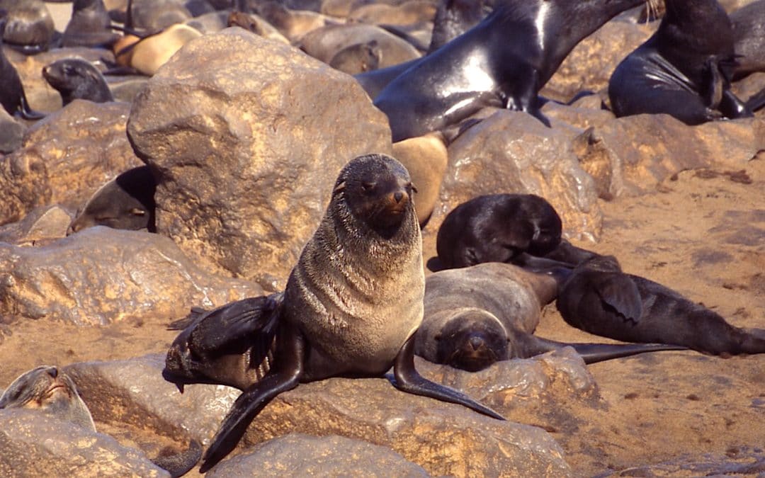 Seal Safari In Namibia