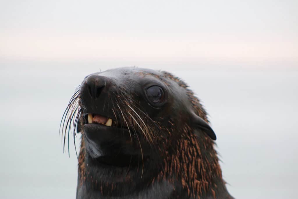 seal