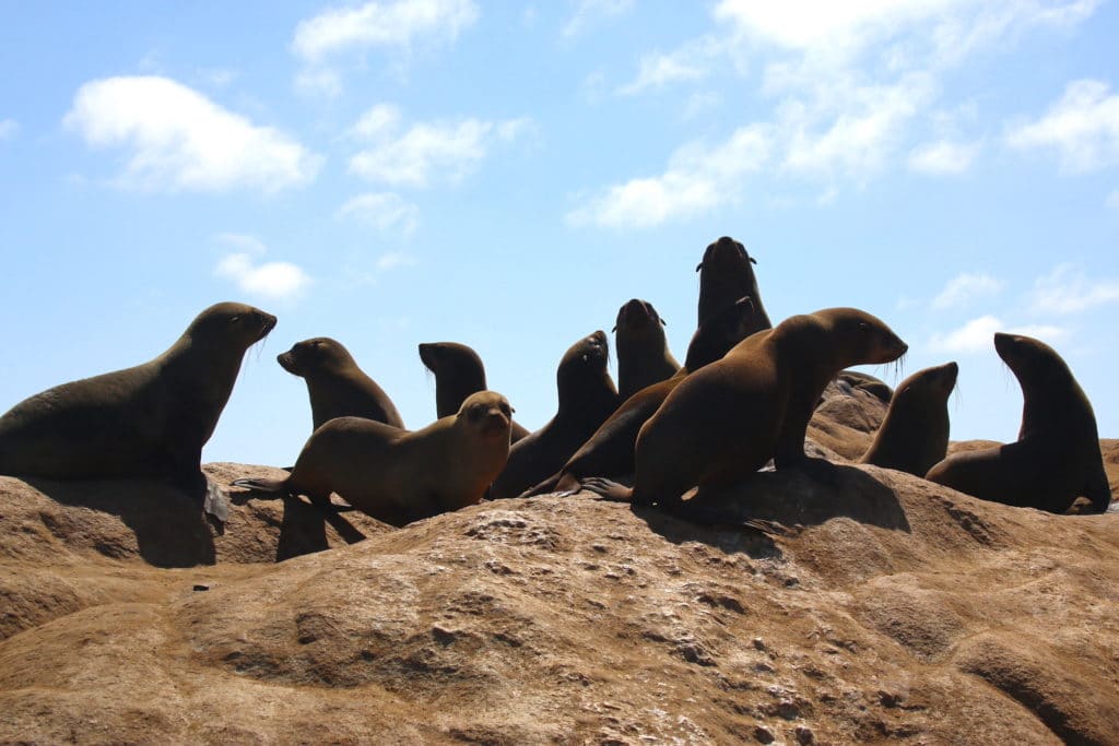 seals