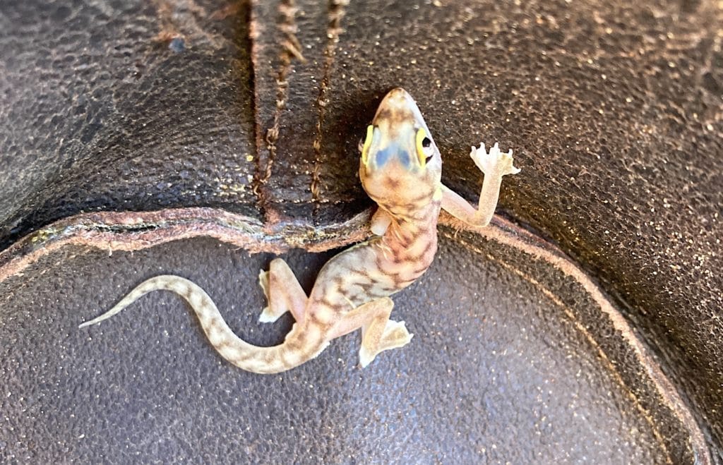 A palmato gecko