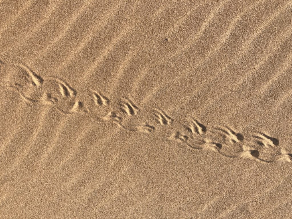 chameleon tracks in the sand