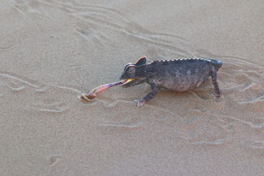 A chameleon with it's tongue out