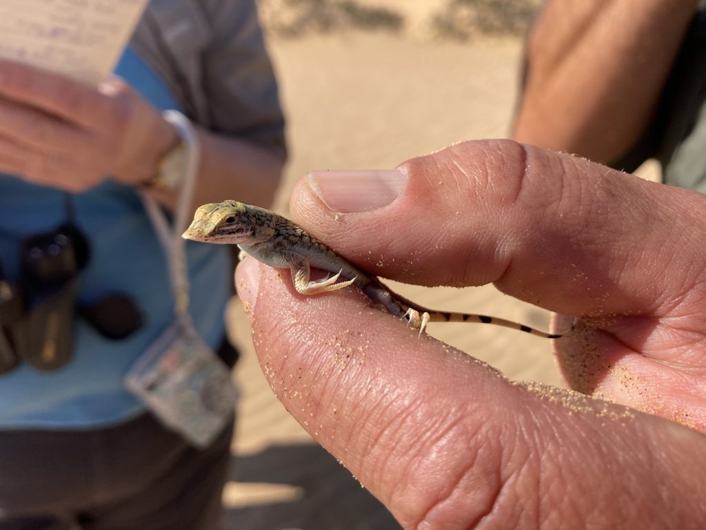 A shovel snouted lizard - Unexpected Life