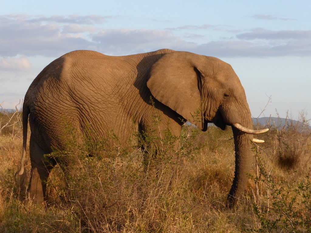 Hlane elephant, Eswatini
