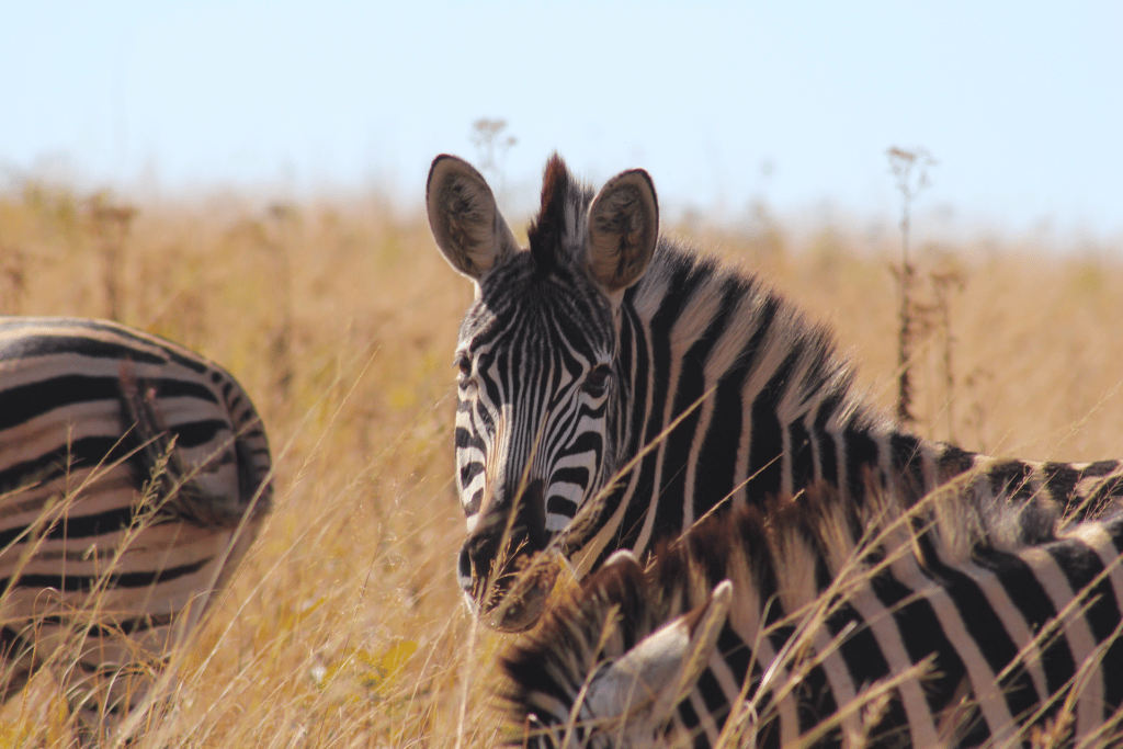 zebra in Mlilwane - Camping in Hlane