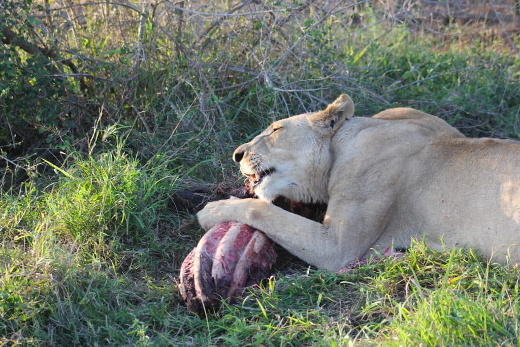 lion eating in Hlane