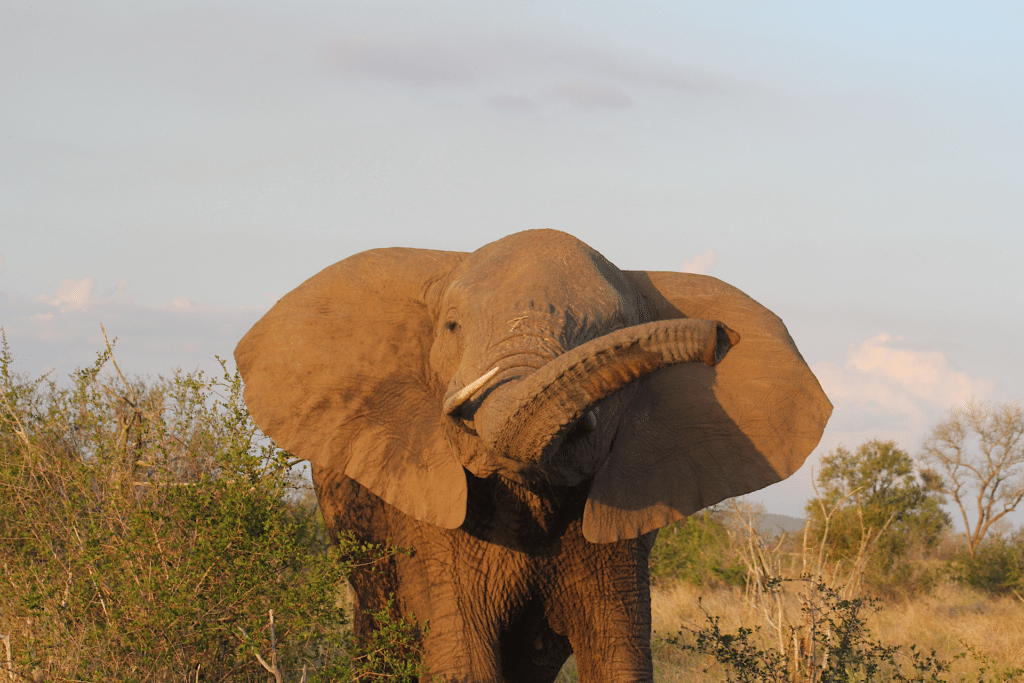 elephant in Hlane - Camping in Hlane